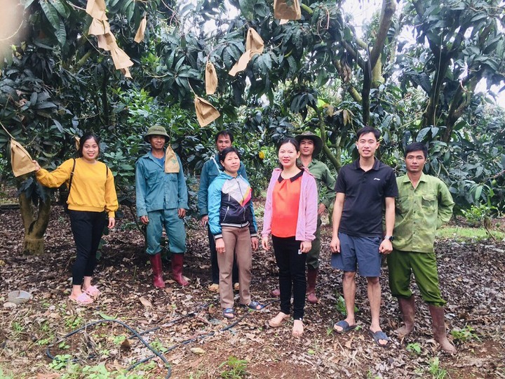Chuyển giao kỹ thuật thâm canh xoài VietGAP cho nông dân Sơn La- Ảnh 1.