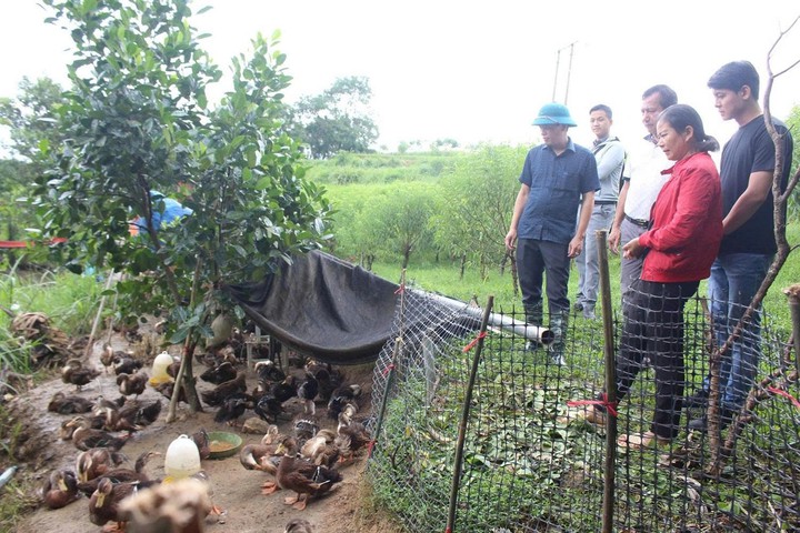 Kết quả nghi&ecirc;n cứu giống vịt cổ xanh được đưa v&agrave;o sản xuất tại Lạng Sơn- Ảnh 2.