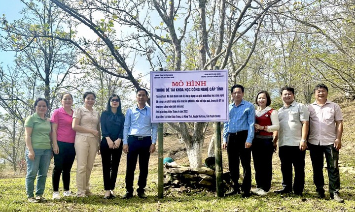 Ứng dụng khoa học công nghệ phát triển lê nâu bản địa Hồng Thái- Ảnh 1.