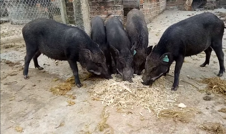 An toàn sinh học giúp người nuôi lợn, gà Tuyên Quang giảm rủi ro dịch bệnh- Ảnh 1.