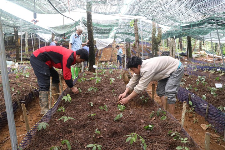 Sơn La mở hướng phát triển dược liệu giá trị cao- Ảnh 3.