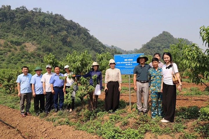 Nghi&ecirc;n cứu giống đ&agrave;o &Uacute;c cho v&ugrave;ng c&acirc;y ăn quả Sơn La- Ảnh 3.