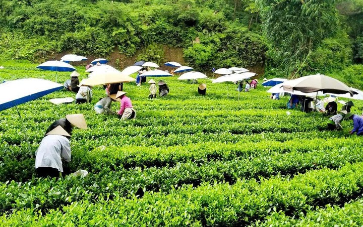 Hỗ trợ đồng bào dân tộc thiểu số phát triển kinh tế tập thể- Ảnh 1.