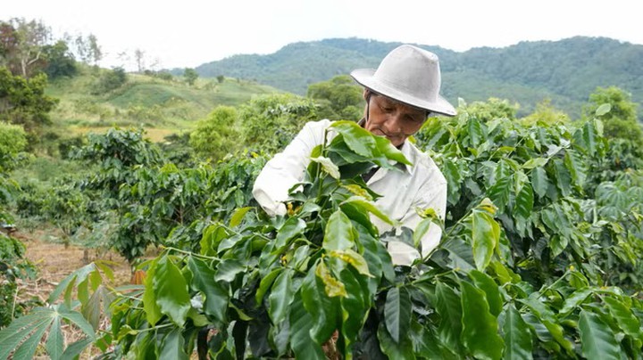 Thay đổi c&aacute;ch l&agrave;m, n&acirc;ng gi&aacute; trị sản xuất ở v&ugrave;ng cao Quảng Ng&atilde;i - Ảnh 1.