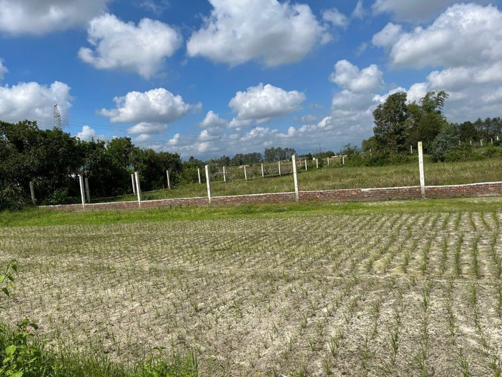 Phát triển dược liệu bản địa, mở hướng sinh kế cho người dân vùng phía Tây Đà Nẵng - Ảnh 3.