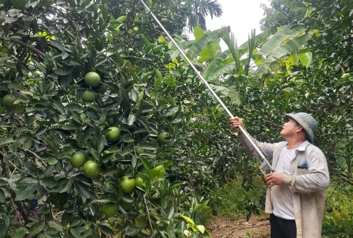 Ứng dụng KH&CN nâng cao giá trị đặc sản cam Nam Đông - Ảnh 1.