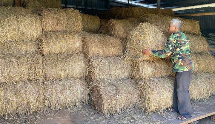 Chủ động nguồn thức ăn cho chăn nu&ocirc;i ở v&ugrave;ng cao A Lưới - Ảnh 2.