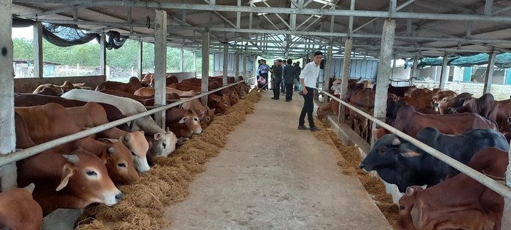 Chủ động nguồn thức ăn cho chăn nu&ocirc;i ở v&ugrave;ng cao A Lưới - Ảnh 1.