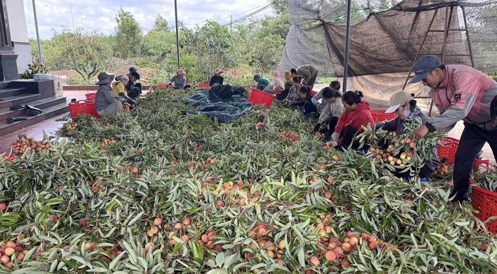 Đắk Lắk ứng dụng khoa học c&ocirc;ng nghệ n&acirc;ng chất lượng v&ugrave;ng trồng vải theo hướng hữu cơ - Ảnh 2.