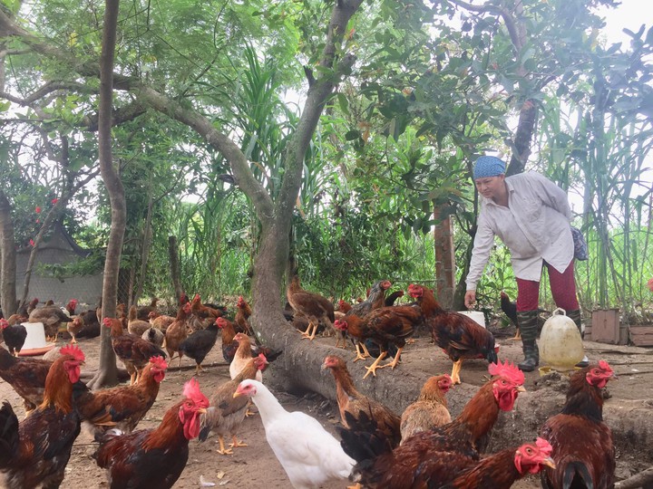 Đắk Lắk: Bảo tồn nguồn gen g&agrave; Mnụ Hla Al&ecirc;, mở hướng ph&aacute;t triển chăn nu&ocirc;i bản địa - Ảnh 3.