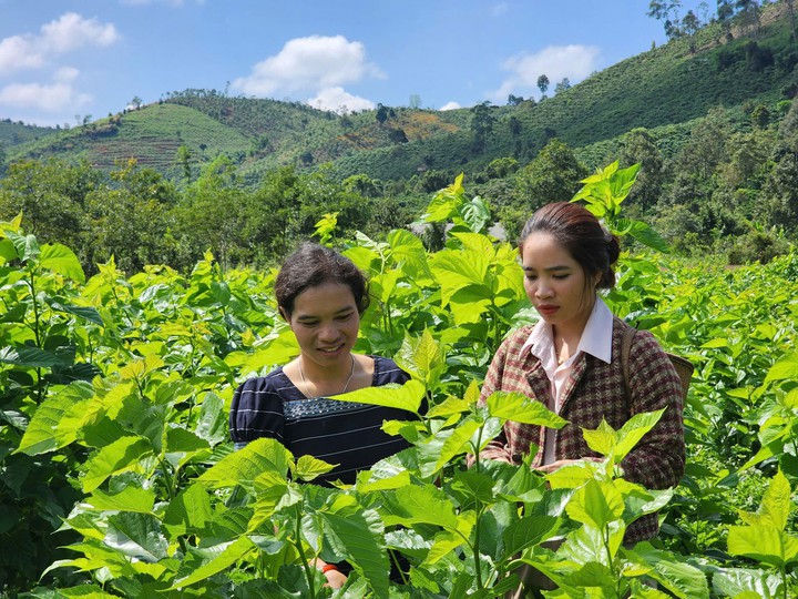 L&acirc;m Đồng: Đưa tiến bộ kỹ thuật v&agrave;o nghề d&acirc;u tằm, n&acirc;ng sinh kế cho đồng b&agrave;o Đam R&ocirc;ng - Ảnh 3.