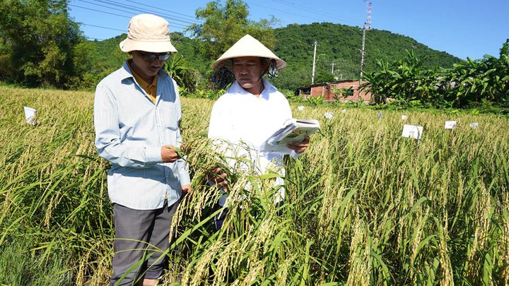 Ứng dụng c&ocirc;ng nghệ sinh học phục tr&aacute;ng giống nếp đặc sản Quảng Ng&atilde;i- Ảnh 1.