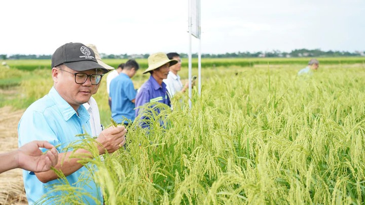 Ứng dụng c&ocirc;ng nghệ sinh học phục tr&aacute;ng giống nếp đặc sản Quảng Ng&atilde;i- Ảnh 2.