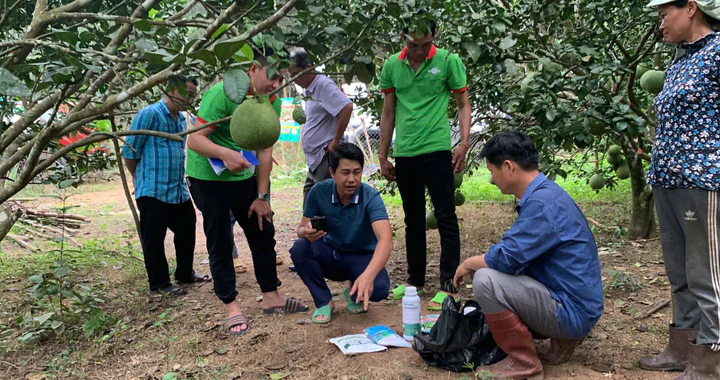 Khánh Hòa: Chuyển giao kỹ thuật, gắn đầu ra bưởi da xanh cho đồng bào Raglai- Ảnh 1.