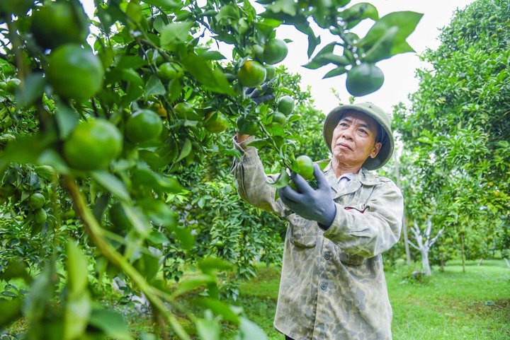 Thanh Ho&aacute;: 20 hecta cam CS1 v&agrave; c&acirc;u chuyện về một v&ugrave;ng chuy&ecirc;n canh ở x&atilde; Xu&acirc;n B&igrave;nh- Ảnh 1.