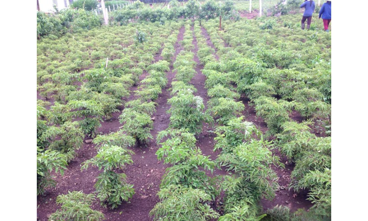 Thanh Ho&aacute;: Đưa chuẩn GACP-WHO v&agrave;o v&ugrave;ng dược liệu Như Thanh- Ảnh 1.