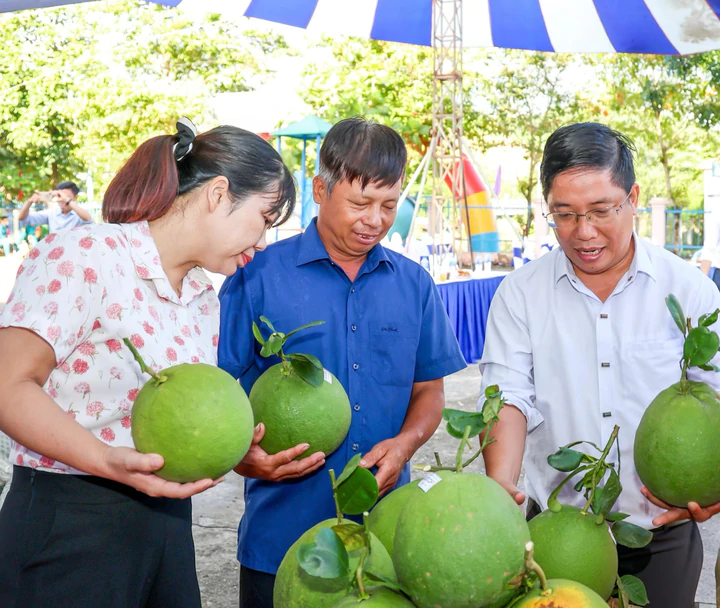 Khánh Hòa: Chuyển giao kỹ thuật, gắn đầu ra bưởi da xanh cho đồng bào Raglai- Ảnh 2.