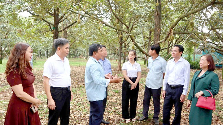 Đồng Nai chuẩn hóa vùng sầu riêng Đắk Ơ bằng khoa học và công nghệ- Ảnh 3.