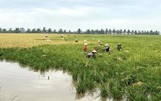 Gạo ruộng rươi Kiến Quốc - Chất lượng vượt trội, an toàn tuyệt đối - Sản phẩm OCOP 4 sao