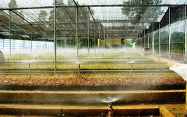 Ứng dụng công nghệ trong phát triển nguồn nguyên liệu giấy bền vững