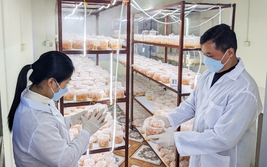 Cao Bằng đẩy mạnh khoa học, công nghệ và đổi mới sáng tạo thúc đẩy phát triển kinh tế - xã hội