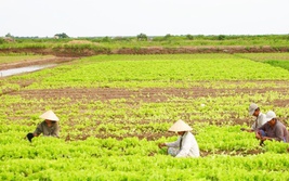 Ngôi sao nông thôn mới tỉnh Cà Mau