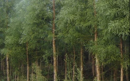 Thông tin kết quả thực hiện nhiệm vụ KH&CN cấp Quốc gia