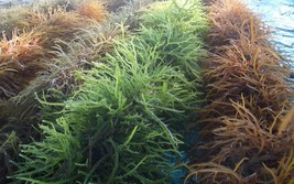 Trồng rong sụn ăn bổ dưỡng ven biển Phú Quốc của tỉnh An Giang là cách giảm nghèo tốt, ứng phó biến đổi khí hậu