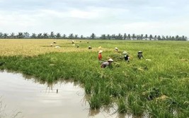 Gạo ruộng rươi Kiến Quốc - Chất lượng vượt trội, an toàn tuyệt đối - Sản phẩm OCOP 4 sao