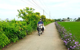 Đường nông thôn mới trồng hoa hai bên đường khiến ai đi qua cũng đòi chụp hình, quay phim ở Long An