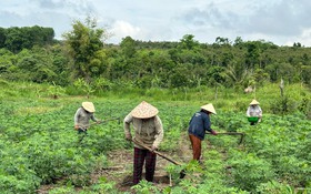 Giải ngân vốn mục tiêu quốc gia về phát triển kinh tế - xã hội vùng dân tộc thiểu số gặp khó