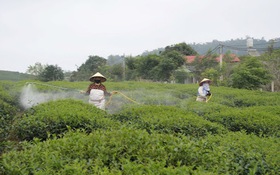 Nông nghiệp ứng dụng công nghệ cao