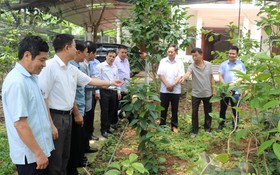 Cựu chiến binh huyện Tam Đảo thi đua làm kinh tế giỏi