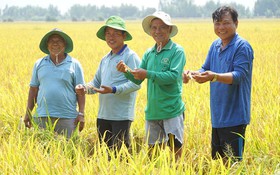 Chuyển đổi cây trồng theo hình thức "Lấy ngắn nuôi dài"