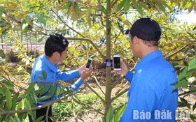 Số hoá hơn 8.000 cây sầu riêng tại huyện Krông Búk