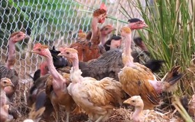 Khai thác và phát triển nguồn gen gà trui lông cổ