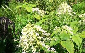 Trồng thảo dược theo hướng bảo tồn hệ sinh thái tự nhiên