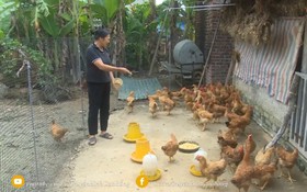 Hướng dẫn quy trình làm đệm lót sinh học trong chăn nuôi gà