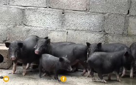 Phát triển nguồn gen lợn đen Lục Khu, Hà Quảng theo hướng sản xuất hàng hóa