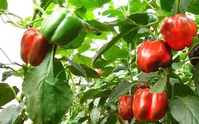 Khởi nghiệp xanh trên cao nguyên