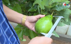 Phát triển bền vững cây bơ trên đất Phủ Quỳ