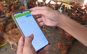 Công nghệ số trong chăn nuôi gà