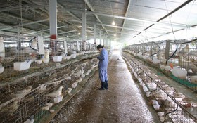 Khánh Hòa: Khoa học và công nghệ mở đường cho nông thôn mới chuyển mình