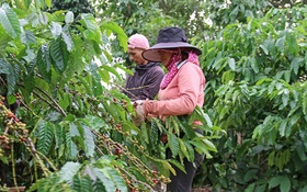 Đắk Lắk: Khoa học và công nghệ tạo sức bật cho nông thôn mới