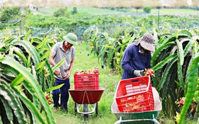 Lâm Đồng: Khoa học công nghệ và HTX thắp sáng nông thôn mới bền vững