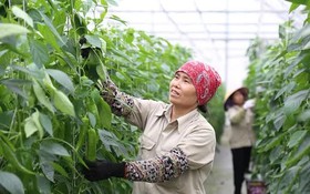 Nông nghiệp công nghệ cao: Nâng chất lượng nông thôn mới Hải Phòng