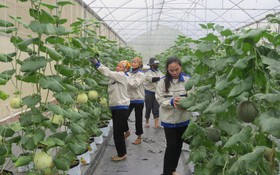 HTX nông nghiệp xanh "góp sức" đưa Hải Phòng về đích nông thôn mới