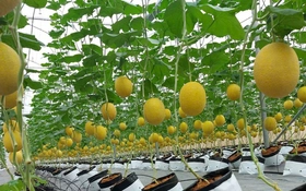 Hải Phòng nâng cao năng suất, chất lượng nông sản