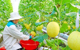 Đồng bằng sông Cửu Long: Xây dựng nông thôn mới từ nền tảng khoa học công nghệ và chuyển đổi số