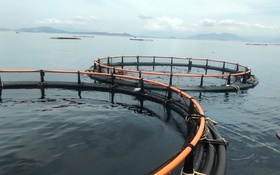 Từ xã đặc biệt khó khăn đến hành trình giảm nghèo bằng mô hình nuôi biển công nghệ cao